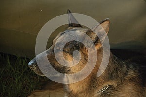 SAPS K9 German Shepherd