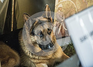 SAPS K9 German Shepherd