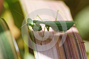 A South African praying mantis (Miomantis caffra), an invasive species in New Zealand