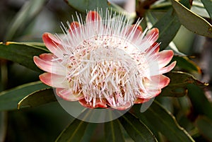 South African Protea