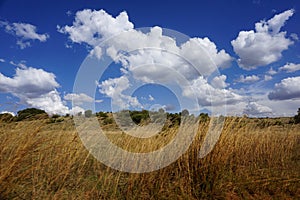 South african savanna with blue Sky in summer season