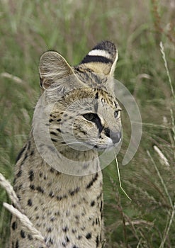 South African Serval