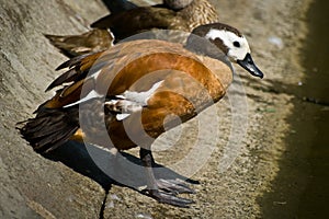 South African Shelduck