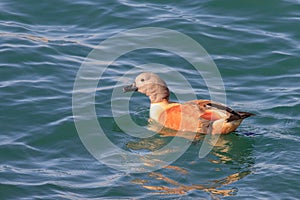 South African shelduck