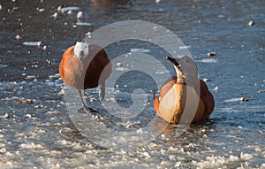 South African Shelduck on Ice - Male and Female