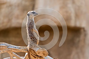 south african suricata suricatta