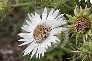 South African Thistle Berkheya cirsiifolia, white flower side view