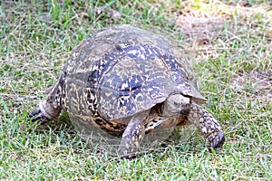 South African tortoise on land