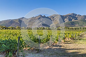 A South African Vineyard