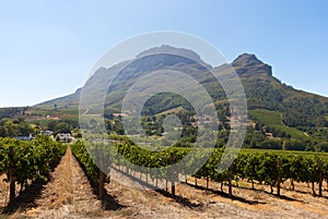 South African vineyards