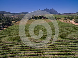 South african vineyards