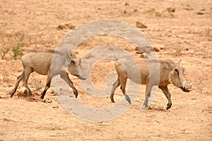 South African Warthogs running in a game park