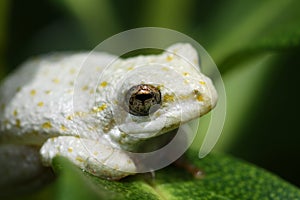 South African white painted reed frog