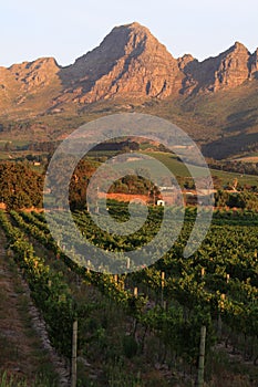 South african wine farm Stellenbosch