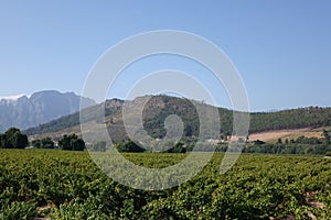 South African wine farms