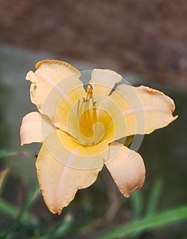 South Alabama Yellow Daylilly Bloom