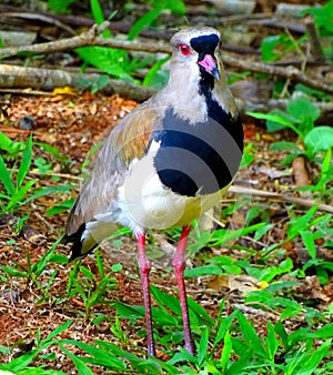 South America, bird, Lapwing, Charadriidae family