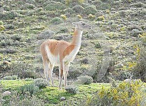 South America Chile Wild Animal Guanaco Lama Guanicoe Llama EcoCamp Chilean Patagonia Tour Torres del Paine W Trek Luxury Camp