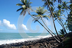 South America, French Guyana, Salvation islands.