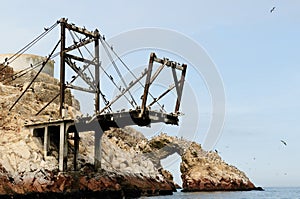 South America, Peru, wildlife on Islas Ballestas