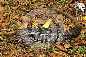 South America, saurian, Iguana iguana, Iguanidae family photo