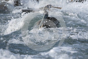 SOUTH AMERICA VENEZUELA ISLA MARGATITA PELICAN photo