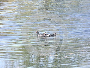 Netta peposaca - Pato Picazo, Rosy-billed pochard, rosybill pochard. photo