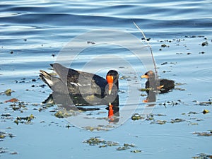 Netta peposaca - Pato Picazo, Rosy-billed pochard, rosybill pochard. photo