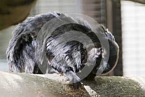 South American black marmoset is posing on a branch