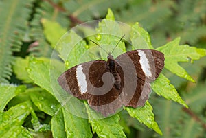 South american brushfoot butterfly - Pedaliodes peucestas