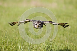 South American Chaco owl