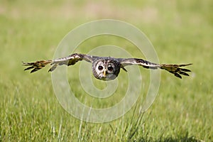 South American Chaco owl photo
