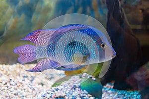 South American cichlid