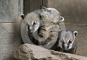 South American Coati