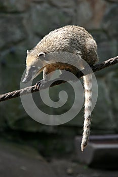 South American coati