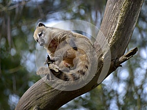 South American Coati on branch tree