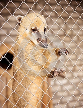 South American coati in cage