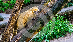 South american coati climbing in a tree, tropical raccoon from America