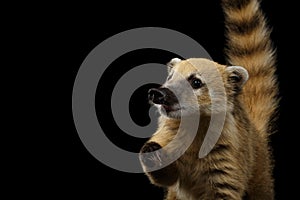 South American coati, Nasua on Black Background