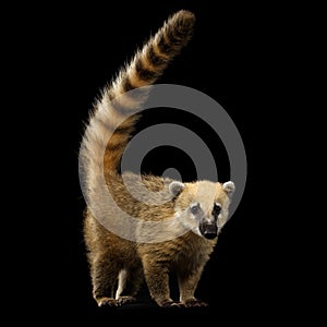 South American coati, Nasua on Black Background