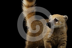 South American coati, Nasua on Black Background