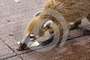 South American Coati, Nasua with long nose and cute expression of face. Brazil