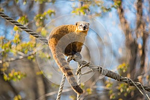 South American coati or nasua nasua