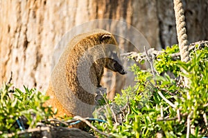 South American coati or nasua nasua