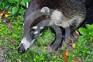 South American coati (Nasua nasua)