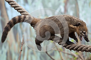 South American coati (Nasua nasua)