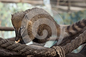 South American coati (Nasua nasua)