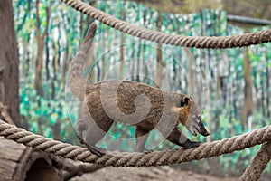 South American coati (Nasua nasua)