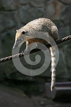 South American coati photo