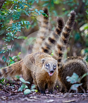South American coati Nasua nasua, also known as the ring-tailed coati.